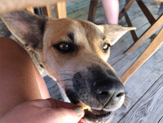 “My dog loves it! Feeding is stress-free.”