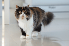 “Amazed a lung supplement supports a glossy coat!”
